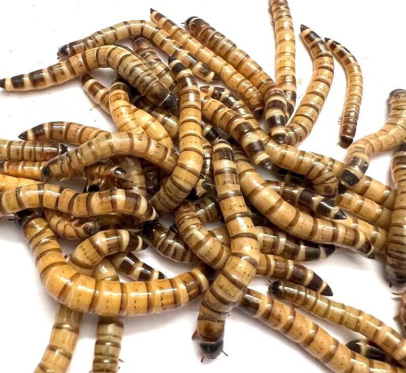 Zophobas 500 g - 
32,40 €/kg