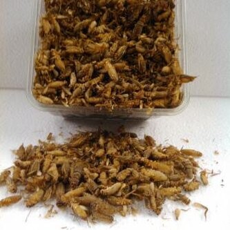 Heimchen groß 1 kg gefroren