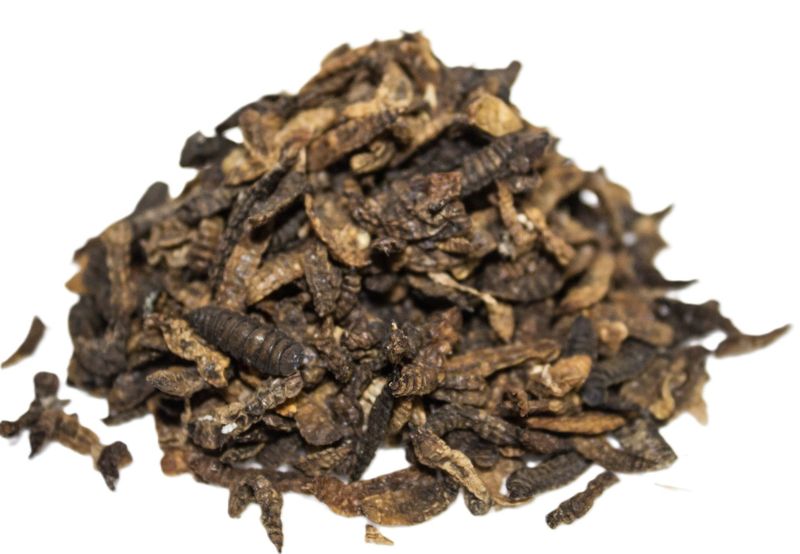 getrocknete Hermetia Larven 10 kg -
9,50 €/kg getrocknete Hermetia Larven 10 kg -
9,50 €/kg