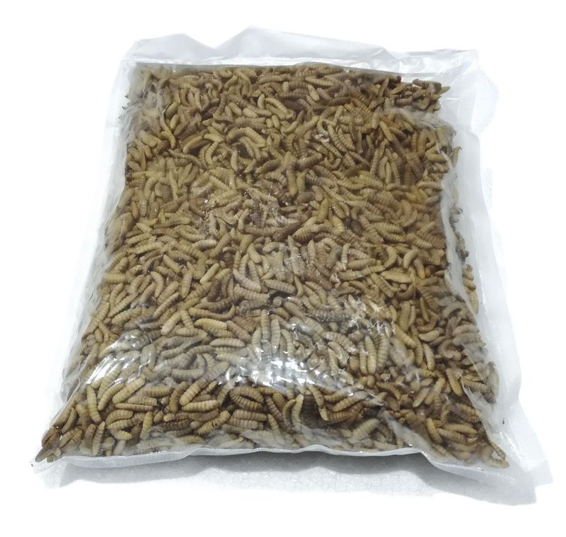 Hermetia 1 kg gefroren