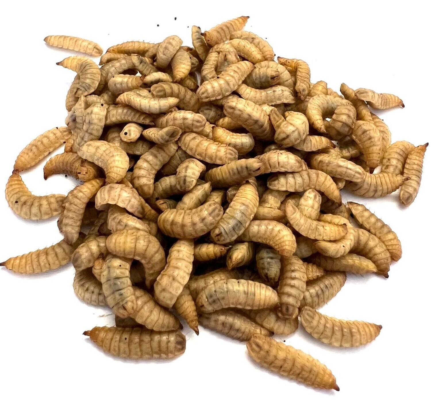 Hermetia mini 250 g (für Frösche usw.) (38,00 €/kg)