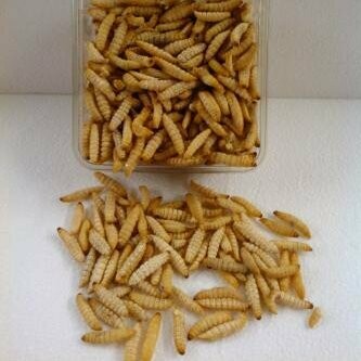 Wachsmottenlarven 250 g gefroren - 60,00 €/kg Wachsmottenlarven 250 g gefroren - 60,00 €/kg