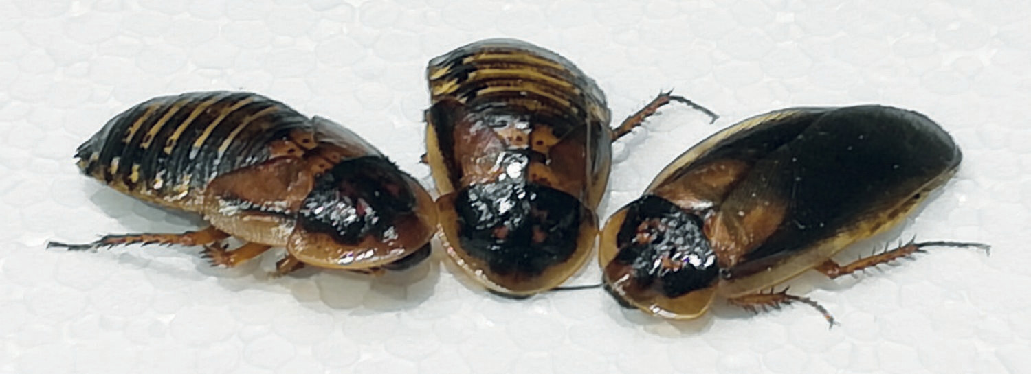 arg. Waldschaben mittel, 13 Stück arg. Waldschaben mittel, 13 Stück