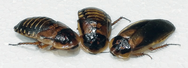arg. Waldschaben mittel, 13 Stück arg. Waldschaben mittel, 13 Stück