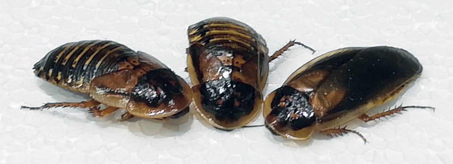 arg. Waldschaben groß, 10 Stück arg. Waldschaben groß, 10 Stück
