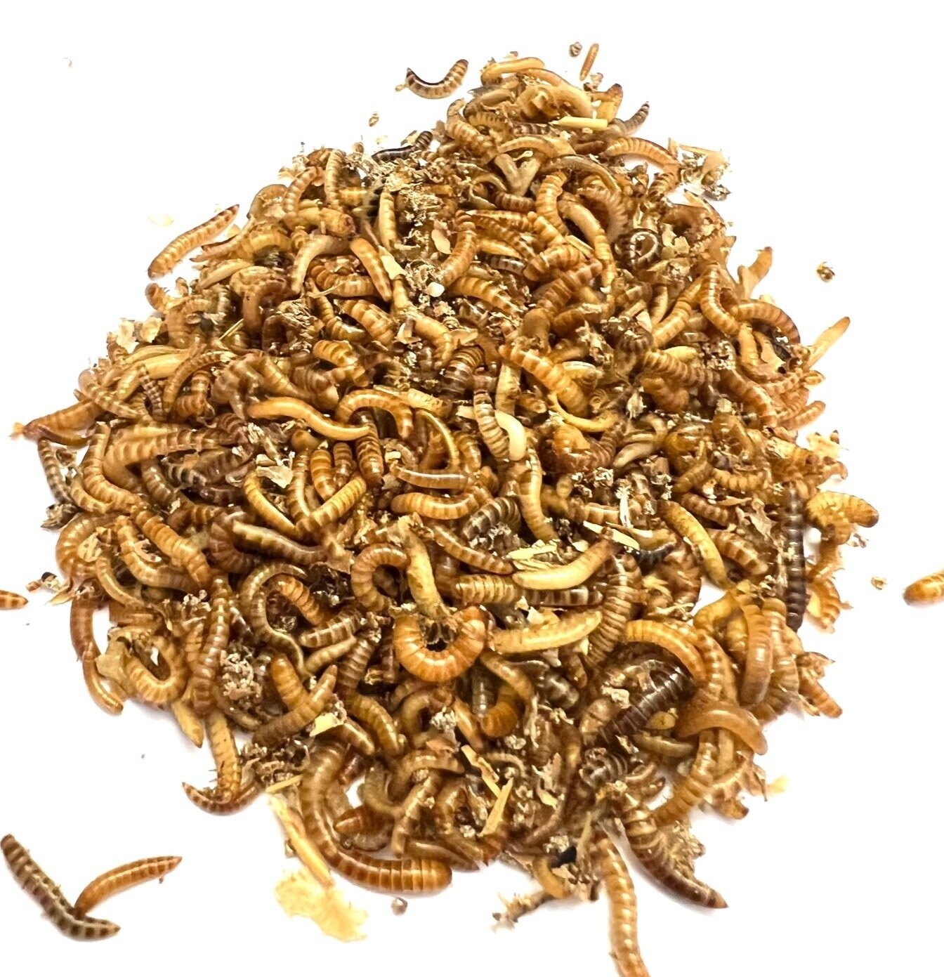 Schimmelkäferlarven/Buffalos (1.000 ml)