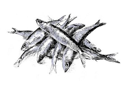 Sardines de St Gilles au Sel Gourmet