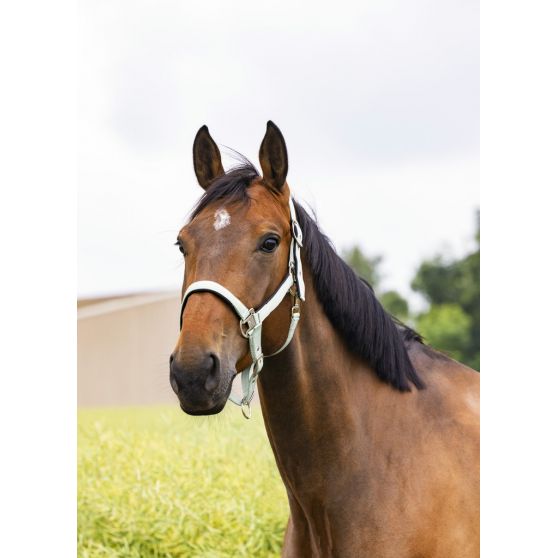 Sellerie Equideal à Saint-Dié 
Licol Equithème modèle &quot;Air&quot;
Licol avec différent coloris disponible: vert amande, vert foncé, vieux rose.
En polypropylène double épaisseur, le Licol EQUITHÈME Air est matelassé et doublé d&#39;un tissu mesh très doux et confortable.
Pour une utilisation facilitée, ce licol de qualité possède un mousqueton favorisant son ouverture rapide au niveau de la sous-gorge.
Le Licol EQUITHÈME Air est solide et résistant. Sa bouclerie est en acier nickelé.