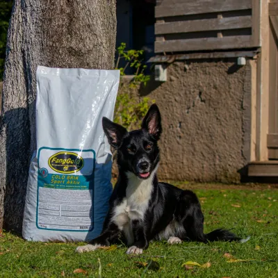 DOG FOOD