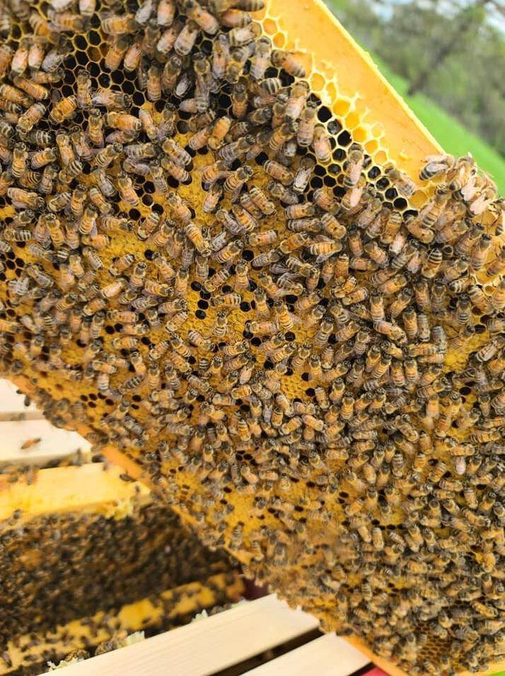 Ohio Italian Package Bees
