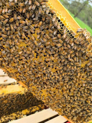 Ohio Italian Package Bees