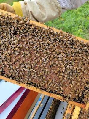 2024 Italian/Carni Honey Bee NUC colonies