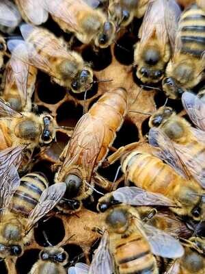 Carniolan Queen Honeybee (2024 - coming soon)