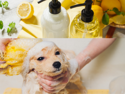 Shampoo