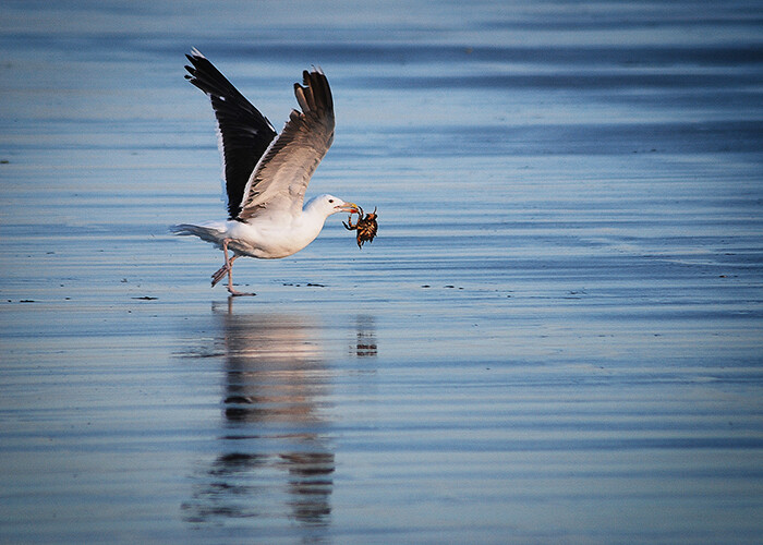 Seagull's Dinner 5"x7"