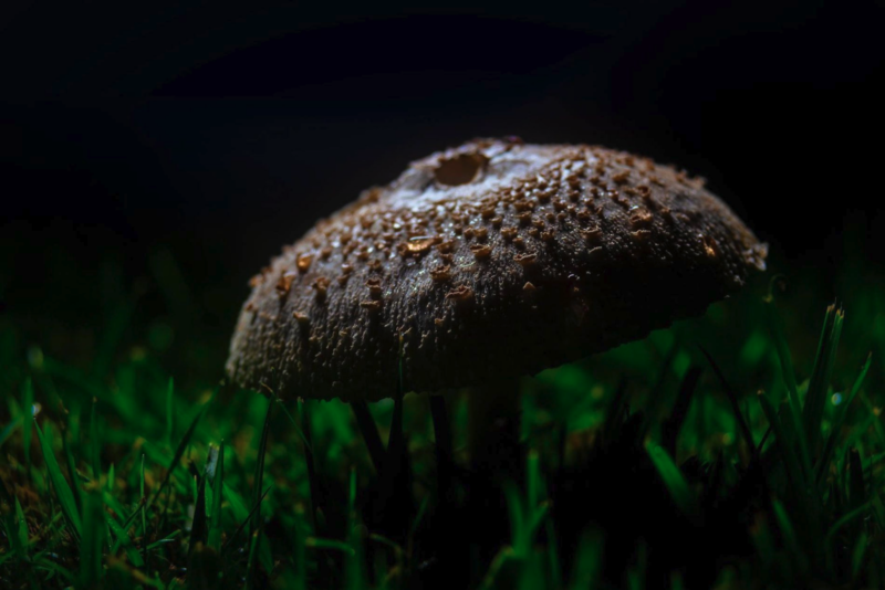 Midnight Mushroom 5"x7"