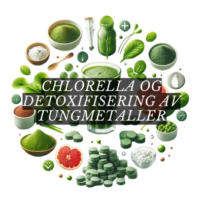 Chlorella
Tungmetall detox
Naturlig detox
Chlorella fordeler
Chlorella bruk
Detoxifisering
Helsefordeler med chlorella
Supermat
Immunsystem støtte
Hudhelse
SEO-Tekst:

Chlorella, kjent som en &quot;supermat&quot; og grønn alge, er en encellet mikroorganisme rik på viktige næringsstoffer. Den er spesielt populær for sin evne til å detoxifisere kroppen for tungmetaller som bly, kvikksølv og kadmium. Chlorella støtter også immunsystemet, forbedrer fordøyelsen, og fremmer sunn hud. Med sin høye innhold av klorofyll, vitaminer og mineraler, er chlorella et kraftig supplement for dem som ønsker en naturlig detox. Inkluder chlorella i kostholdet ditt gjennom tabletter, pulver, eller smoothies, og dra nytte av dens omfattende helsefordeler.