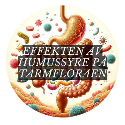 Oppdag hvordan humussyre påvirker tarmfloraen hos friske mennesker. En studie med 14 frivillige som tok humussyretilskudd viste en økning i totale mikrobeantall i tykktarmen uten å endre bakteriemangfoldet. Lær mer om hvordan humussyre kan være et viktig bidrag til tarmhelse og potensielt et alternativ til probiotika eller avføringstransplantasjon.