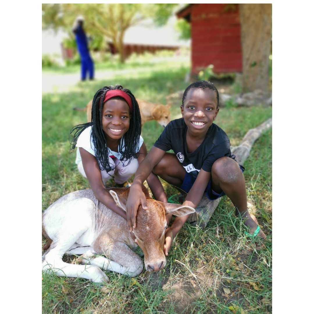 Cow