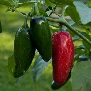 Piment Jalapeño M - Classique et Savoureux | La Famille Artisane