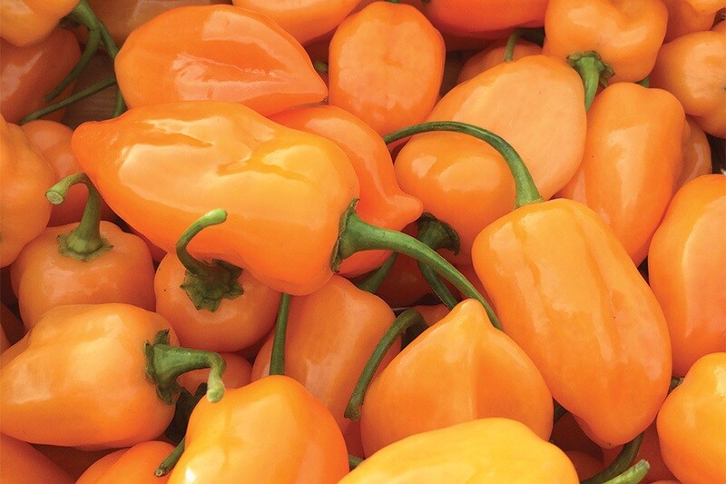 Habanero Kabal