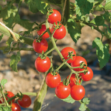 Tomate Cerise Jasper - Colorée et Délicieuse | La Famille Artisane