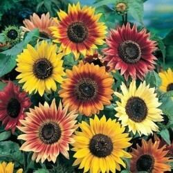 Tournesol Passion - Éclatant et Résistant | La Famille Artisane