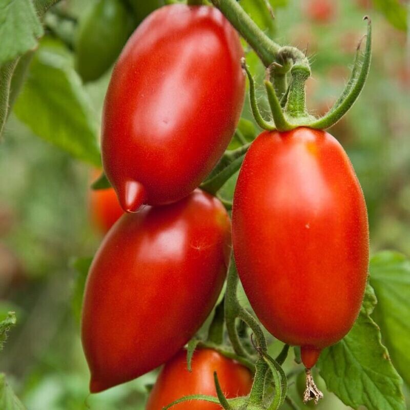 Tomate Amish Ancestrale - Authentique et Savoureuse | La Famille Artisane