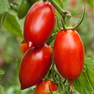 Tomate Amish Ancestrale - Authentique et Savoureuse | La Famille Artisane