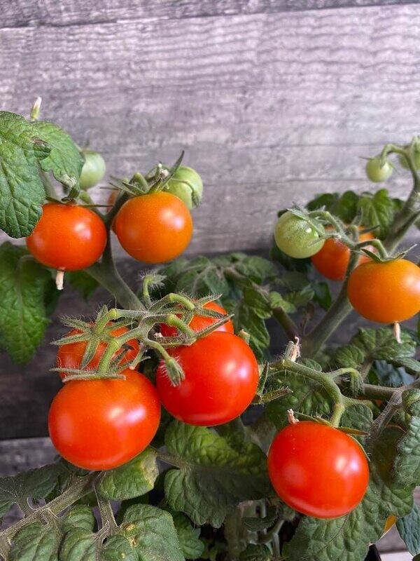 Tomate Rejina Rouge Micro - Compacte et Délicate | La Famille Artisane