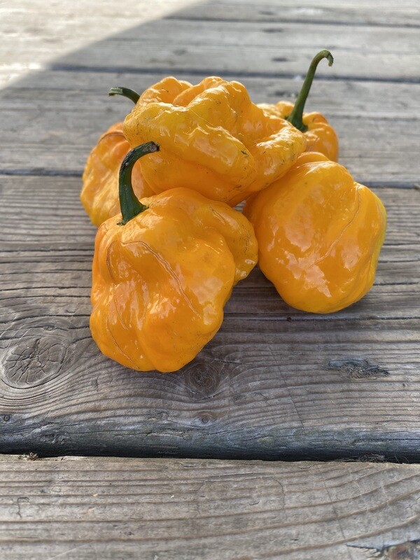 Scotch Bonnet