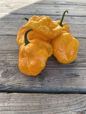 Scotch Bonnet