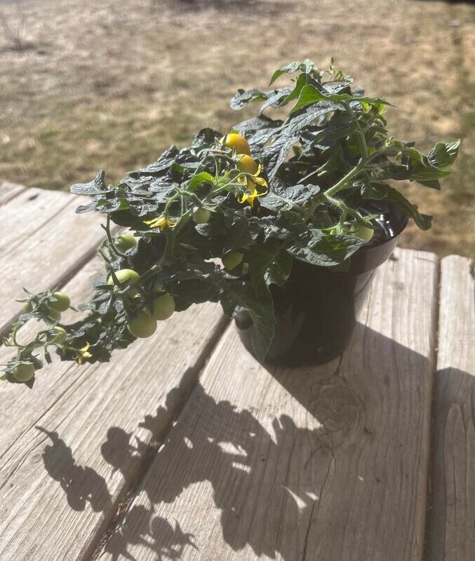 Tomate Tina Micro - Compacte et Savoureuse | La Famille Artisane