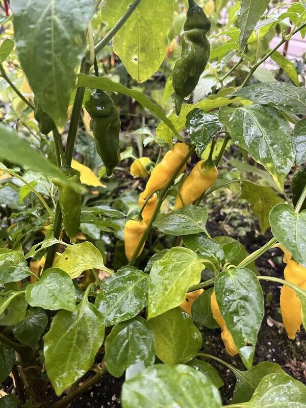 Piment Aji Ananas - Fruité et Modérément Piquant | La Famille Artisane