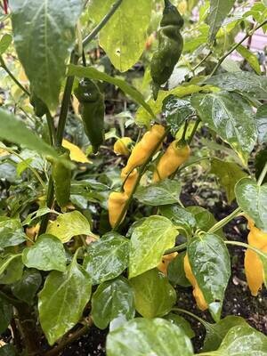 Piment Aji Ananas - Fruité et Modérément Piquant | La Famille Artisane