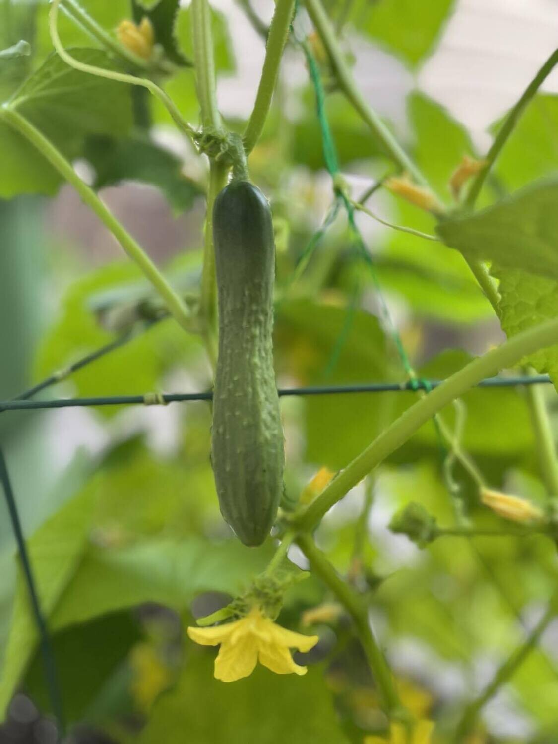 Concombre Green Finger - Croquant et Délicieux | La Famille Artisane