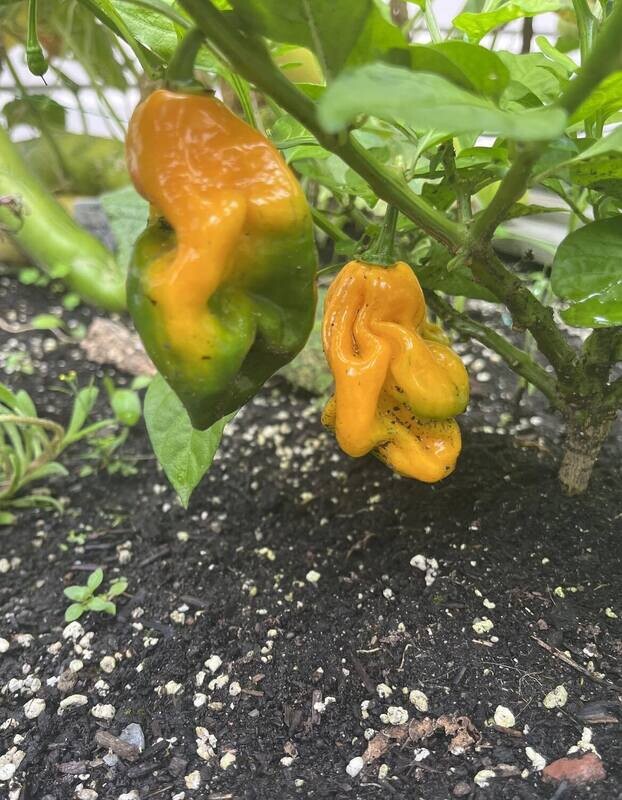 Piment Trinidad Scorpion Jaune - Intense et Fruité | La Famille Artisane
