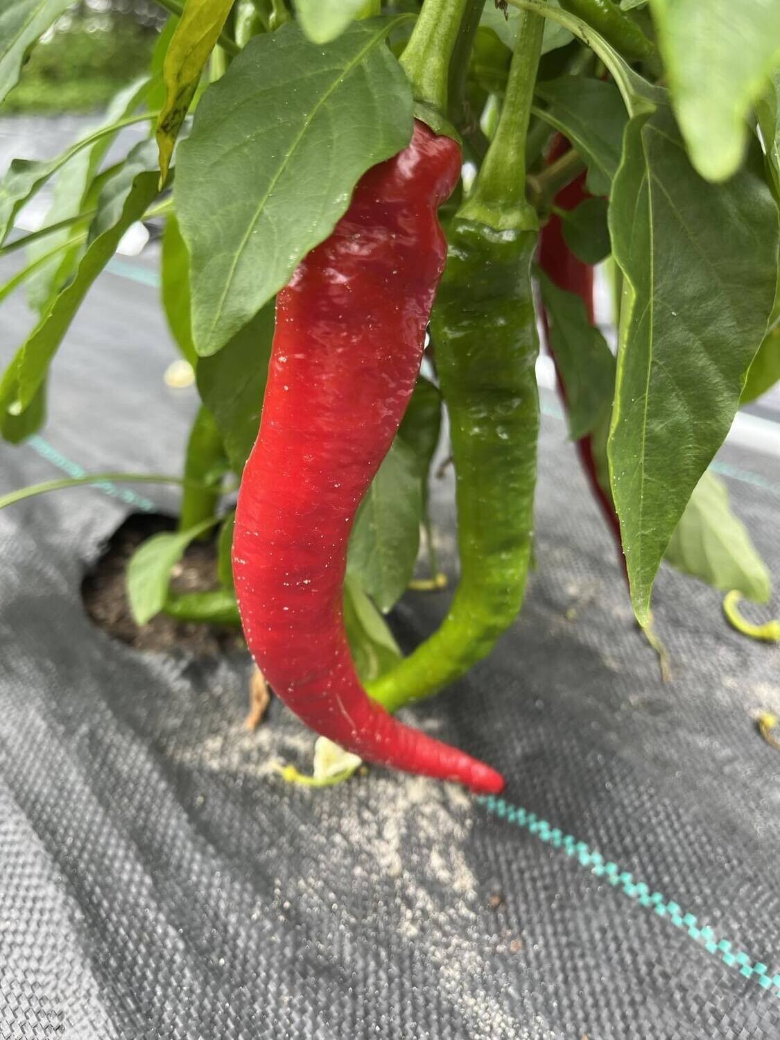 Piment Cayenne Arapaho - Classique et Relevé | La Famille Artisane