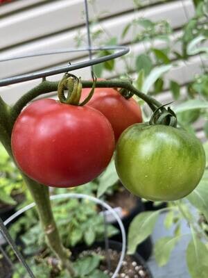 Tomate Martha Washington - Ancienne et Savoureuse | La Famille Artisane