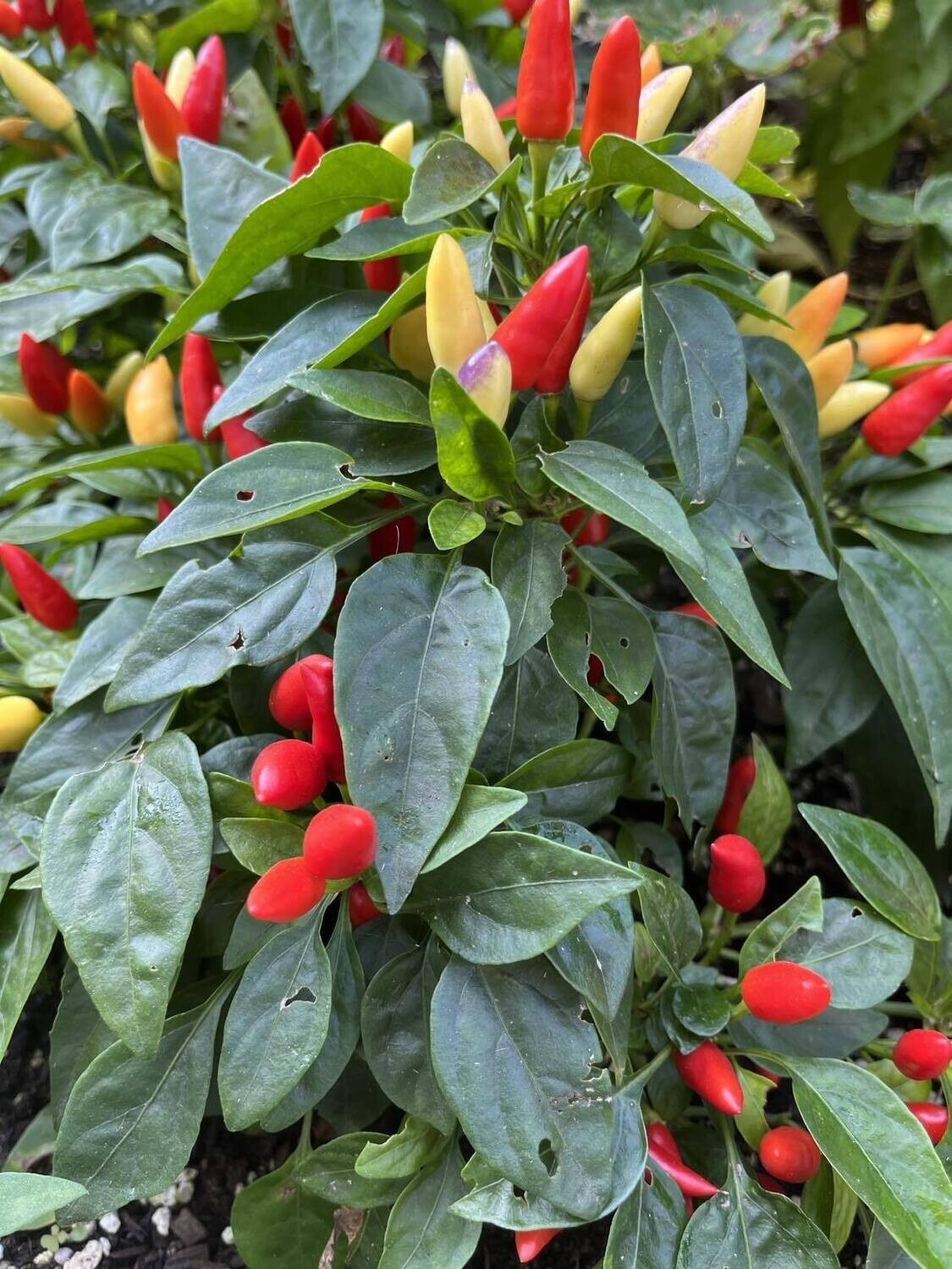 Piment Bolivian Rainbow - Coloré et Modérément Piquant | La Famille Artisane