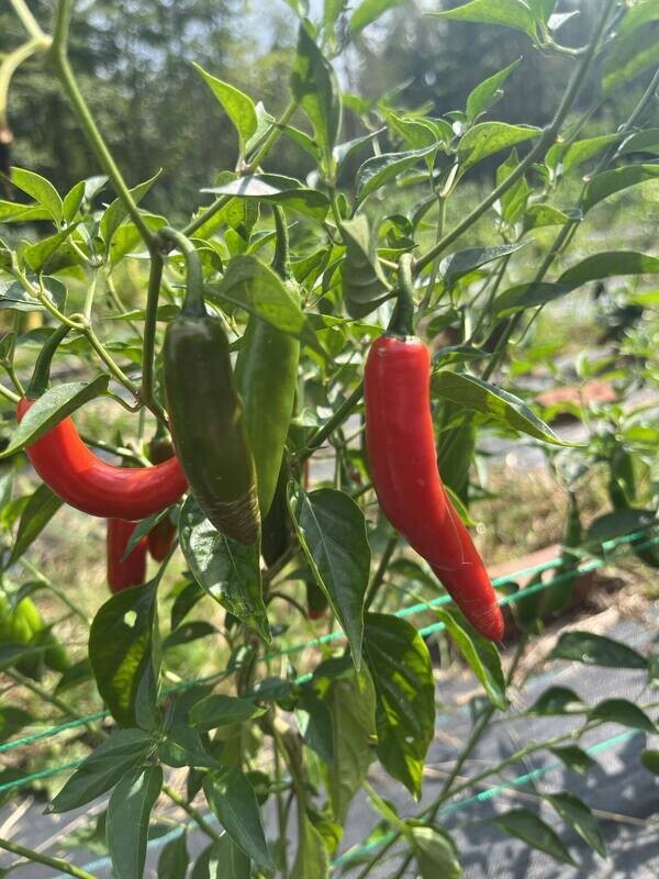 Serrano