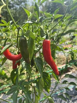 Serrano