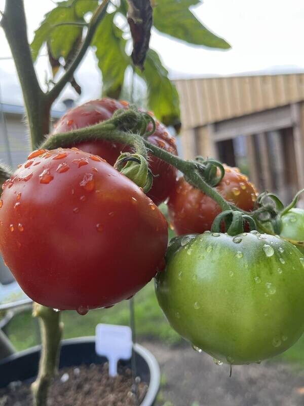 Tomate Celebrity - Polyvalente et Savoureuse | La Famille Artisane