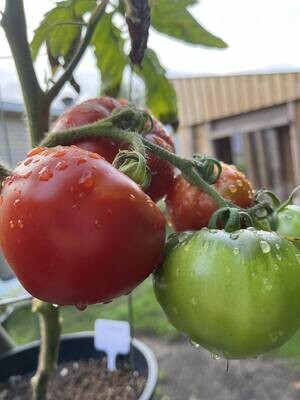 Tomate Celebrity - Polyvalente et Savoureuse | La Famille Artisane