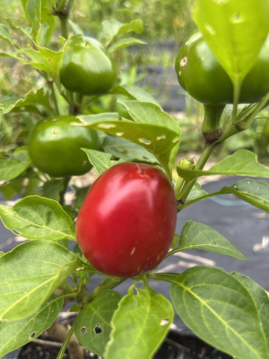 Piment Cherry Bomb - Doux et Piquant à la Fois | La Famille Artisane