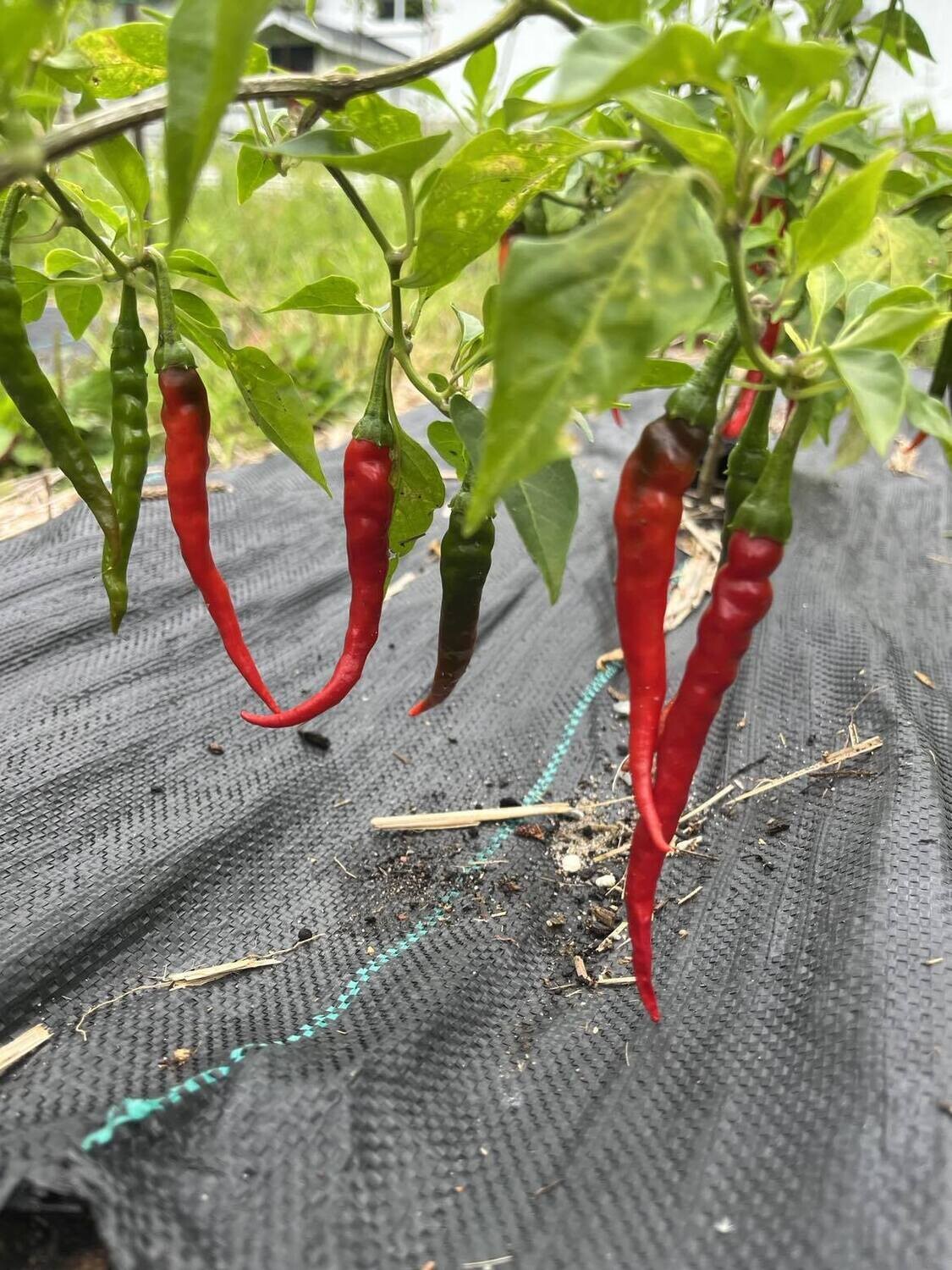 Piment Cayenne Long Rouge - Épicé et Polyvalent | La Famille Artisane