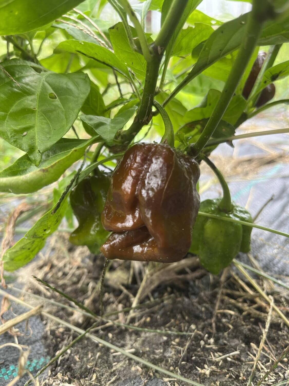 Piment Trinidad Scorpion Chocolat - Ultra-Piquant et Intense | La Famille Artisane