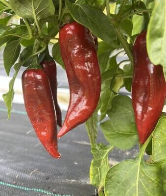 Piment Paprika - Doux et Parfumé | La Famille Artisane