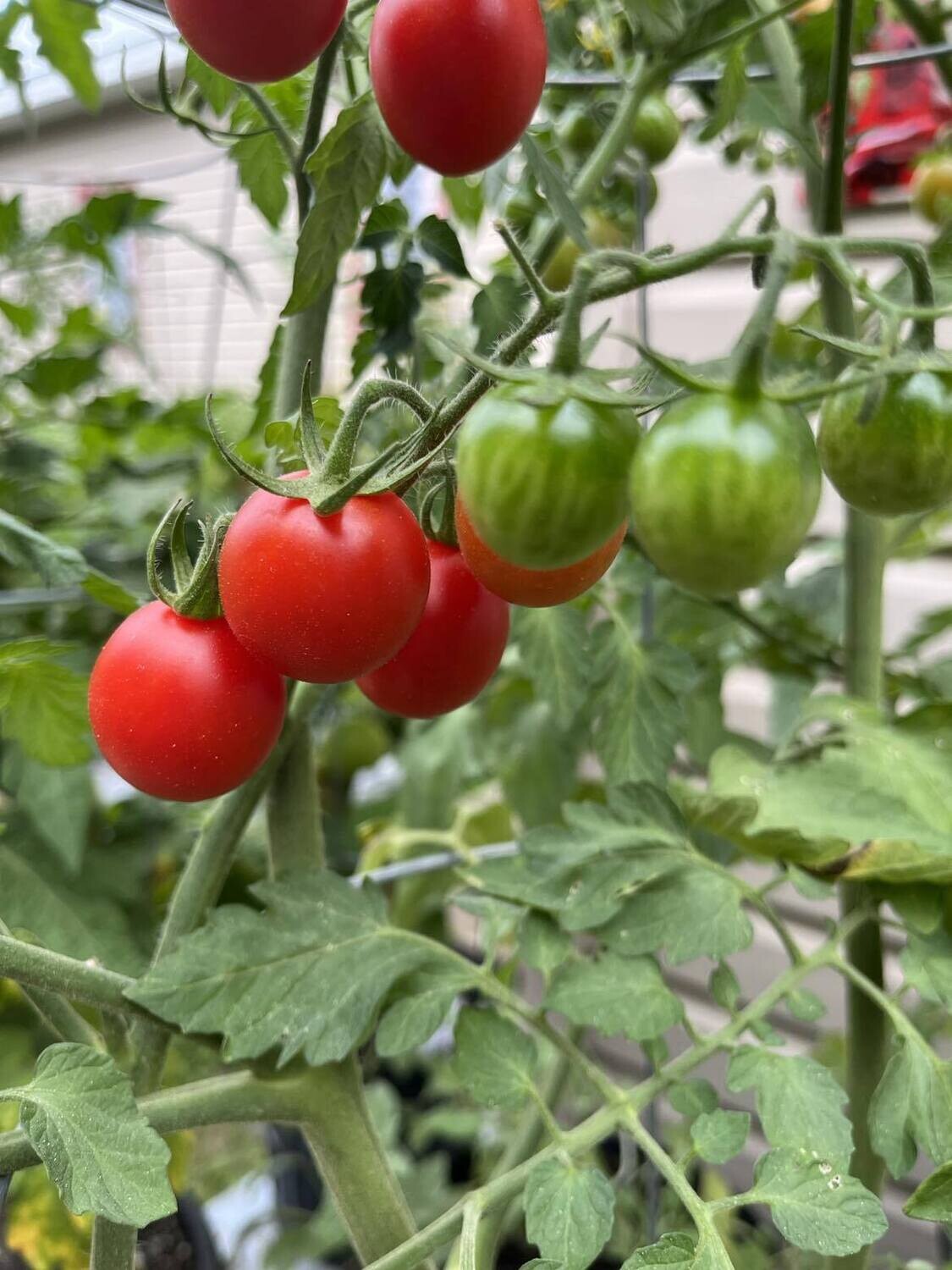 Tomate Sugar Rush Rouge - Sucrée et Juteuse | La Famille Artisane