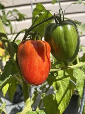Tomate Dwarf Stony Brook Speckled Naine - Unique et Savoureuse | La Famille Artisane